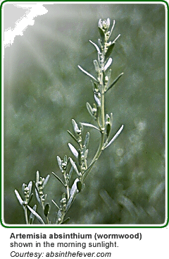 Grande wormwood, Mother Nature's rich source of thujone